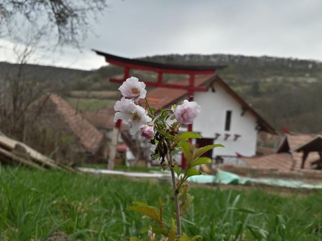 Casa Lily - Japanese Retreat Hotel Сигишоара Екстериор снимка