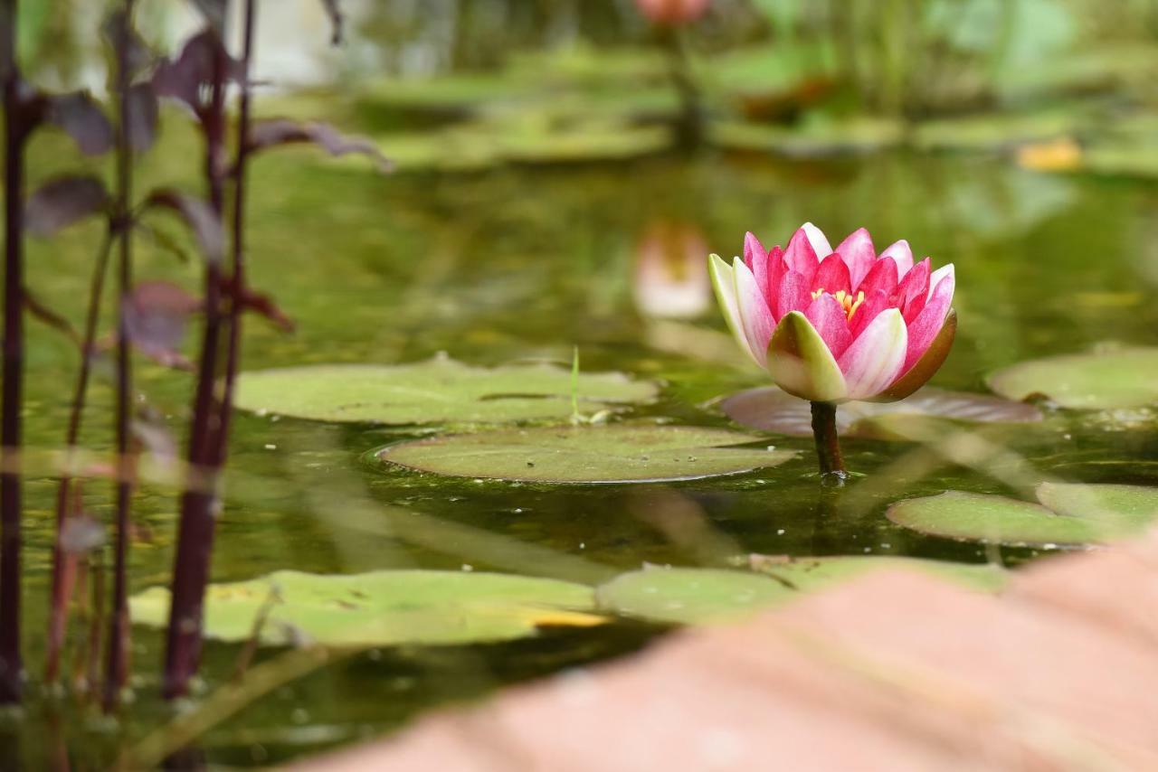 Casa Lily - Japanese Retreat Hotel Сигишоара Екстериор снимка